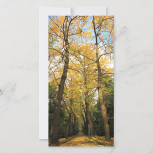 Bilobos de Ginkgo