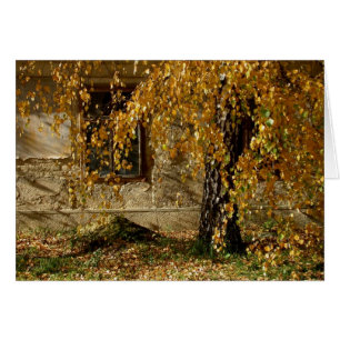 Birch En Otoño