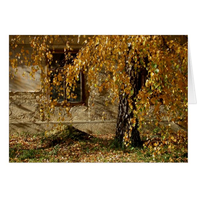 Birch En Otoño (Anverso (Horizontal))