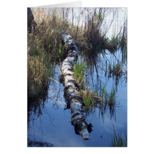 Birch in Water