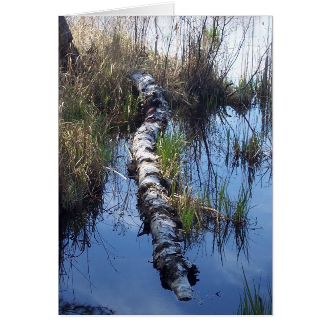 Birch in Water (Frente)