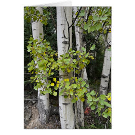 Birch Trees Skilak - Tarjeta de arte de 5" x 7"