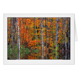 Birches en aguas altas