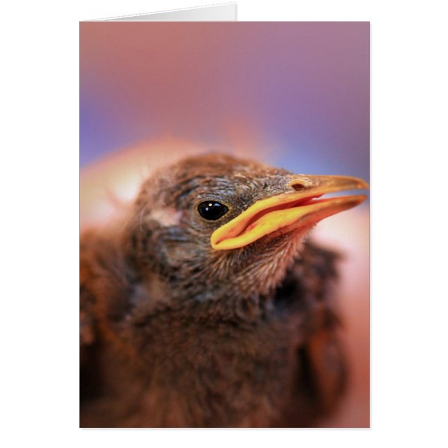 Bird (Frente)