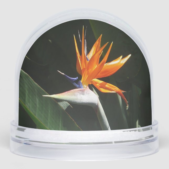 Bird of Paradise Orange Tropical Flower (Anverso)