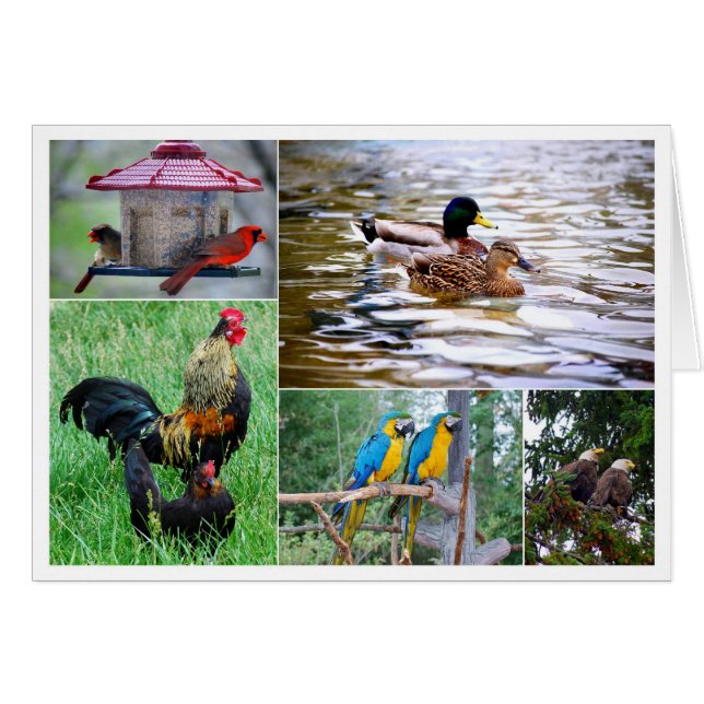 Bird Pairs Collage (Anverso (Horizontal))