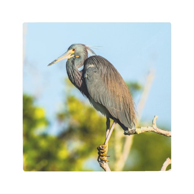 Bird Perfect 12 x 12 arte mural Metalizado (Anverso)