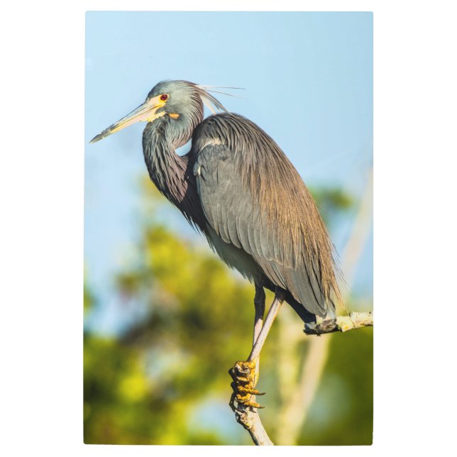 Bird Perfect 24 x 36 arte mural Metalizado (Anverso)