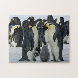 Bird Puzzles Bird Photograph Best Wildlife Photos