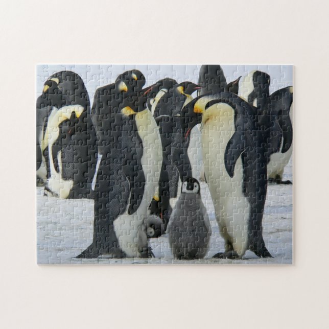 Bird Puzzles Bird Photograph Best Wildlife Photos  (Horizontal)