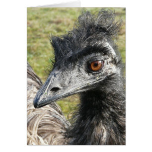 Birdbrain Emu