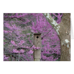 Birdhouse entre los flores de Redbud