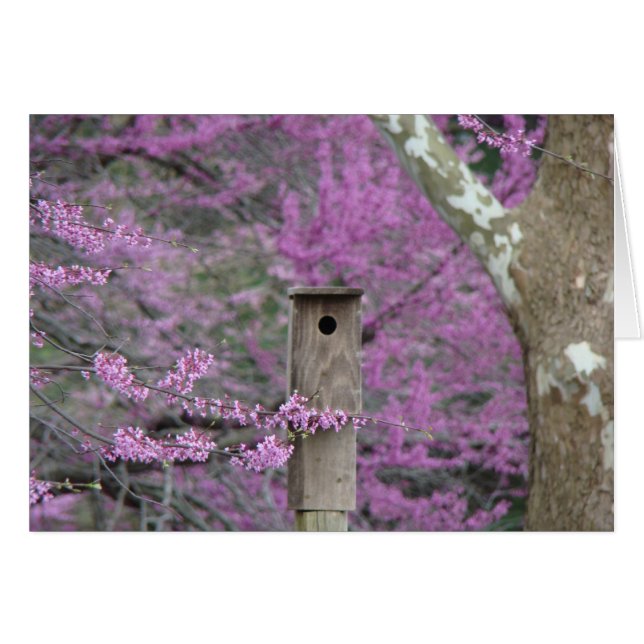 Birdhouse entre los flores de Redbud (Anverso (Horizontal))