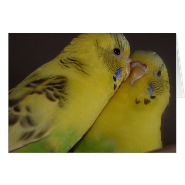 BirdieBird (Anverso (Horizontal))