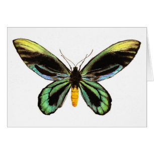 Birdwing de la reina Alexandra