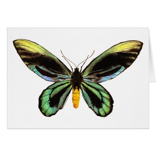 Birdwing de la reina Alexandra (Anverso (Horizontal))