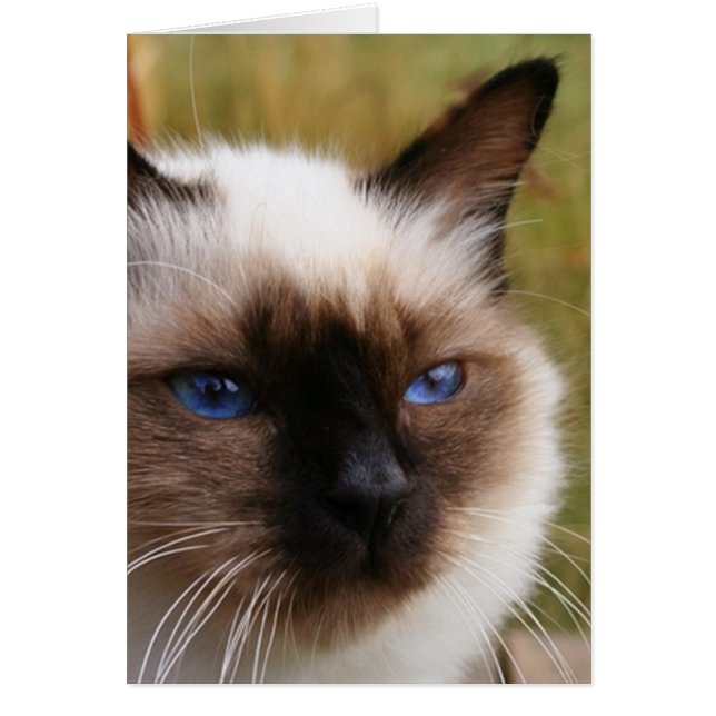 birman.png (Frente)
