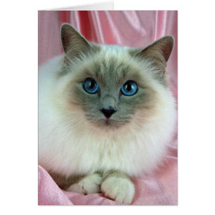 Birman, punto lilac