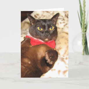 Birmano 1B - tarjeta de Navidad de FPG