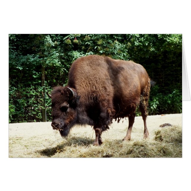 Bison (Anverso (Horizontal))
