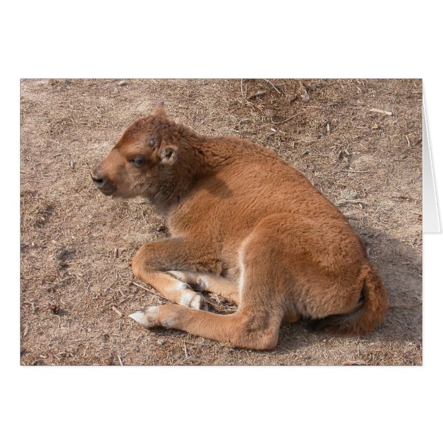 Bison Calf (Anverso (Horizontal))