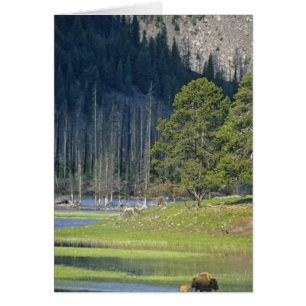 Bison con cría en el Parque Nacional Yellowstone