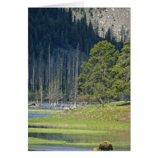 Bison con cría en el Parque Nacional Yellowstone (Frente)