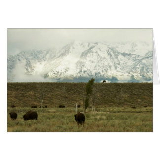 Bison en la fotografía del parque nacional del Gra