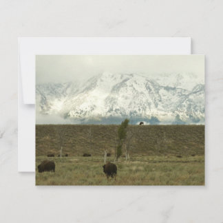 Bison en la fotografía del parque nacional del Gra