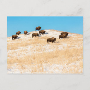 Bison en una postal de una colina