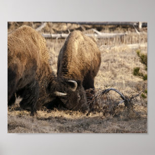 Bison Golpeándose con la Cabeza - Impresión de Art