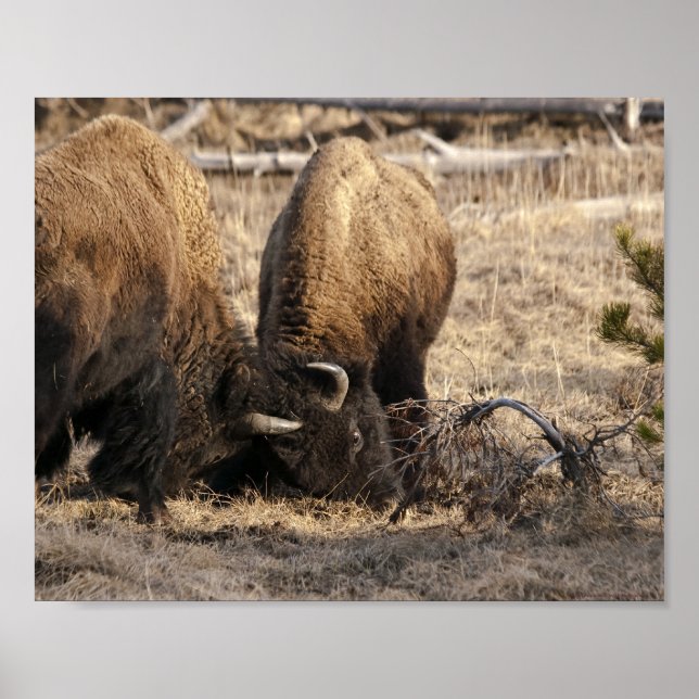Bison Golpeándose con la Cabeza - Impresión de Art (Frente)
