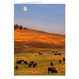Bison Grazing en Hill en Hayden Valley