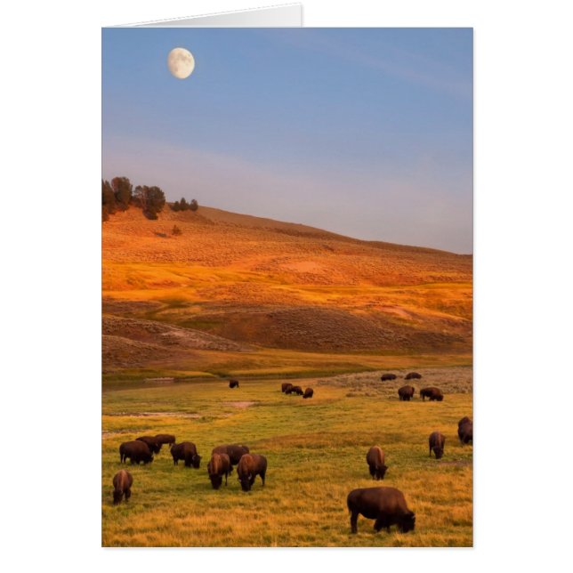 Bison Grazing en Hill en Hayden Valley (Frente)