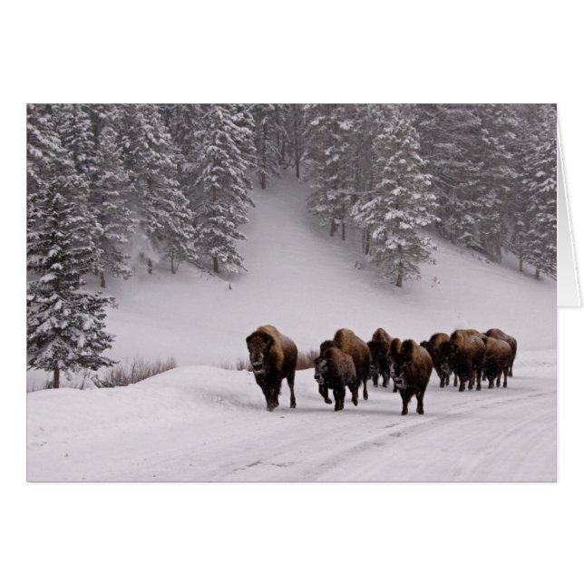 Bison in Winter (Anverso (Horizontal))