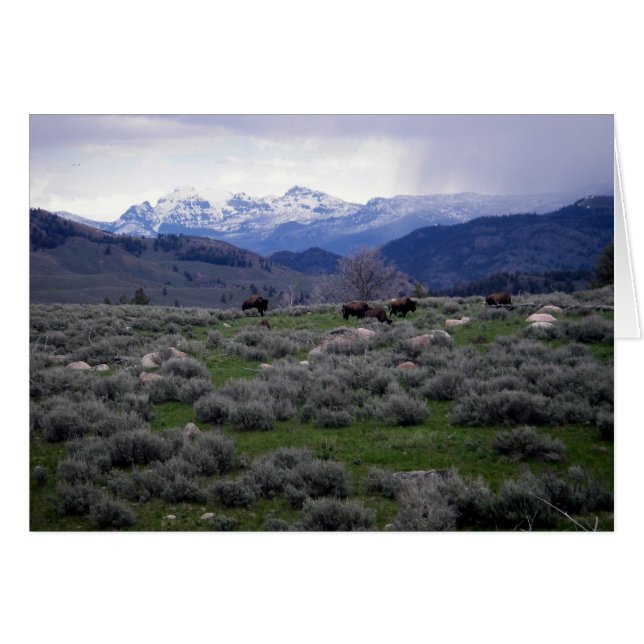 Bison in Yellowstone (Anverso (Horizontal))