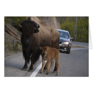 Bison Roadblock - Tarjeta