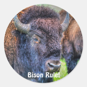 ¡Bison Rule! Pegatinas de arte de Buffalo-Lover