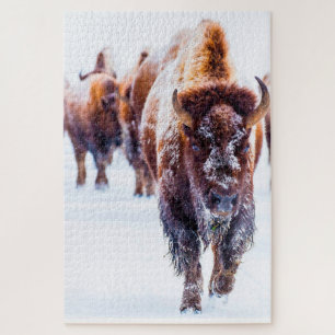 Bison Yellowstone Wyoming. Rompecabezas