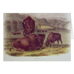 Bisonte americano o búfalo