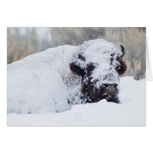 Bisonte macho, pelaje de invierno (Anverso (Horizontal))