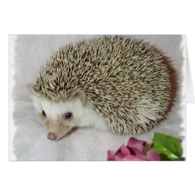 Bitsy el edgehog (Anverso (Horizontal))