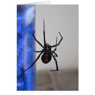 Bl; araña de la viuda del ack