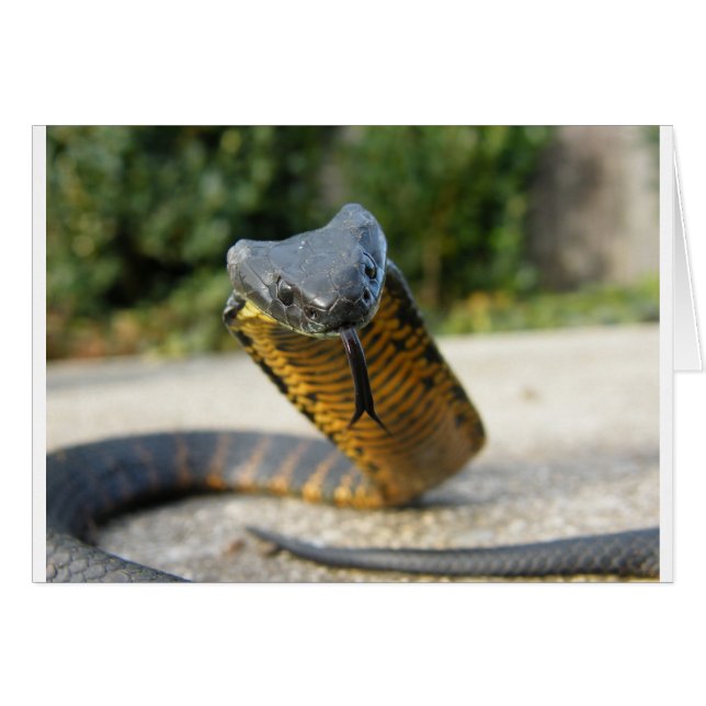 Black_and_amarillo_kill_a_fellow (Anverso (Horizontal))