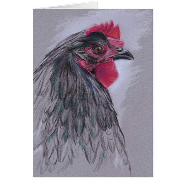 Black Australorp Hen (Frente)