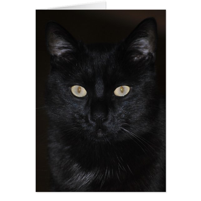 Black Cat Portrait (Frente)