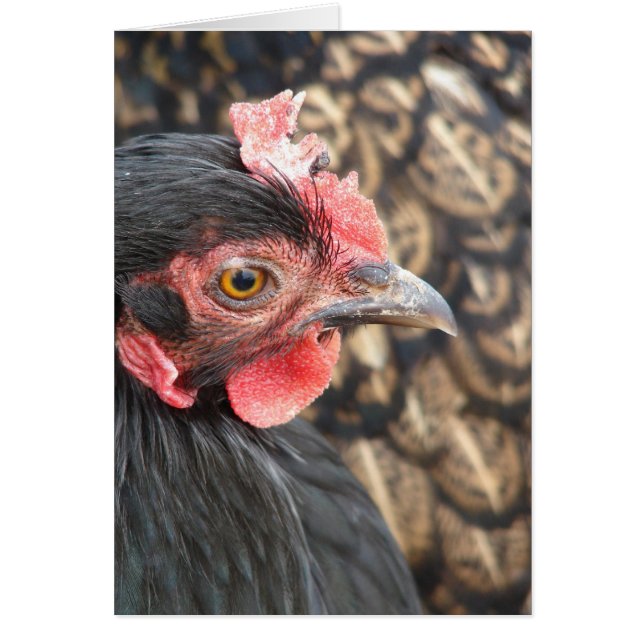 Black Cochin Hen (Frente)