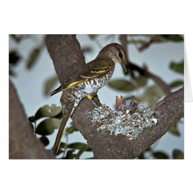 Black Cuckoo Shrike (Anverso (Horizontal))