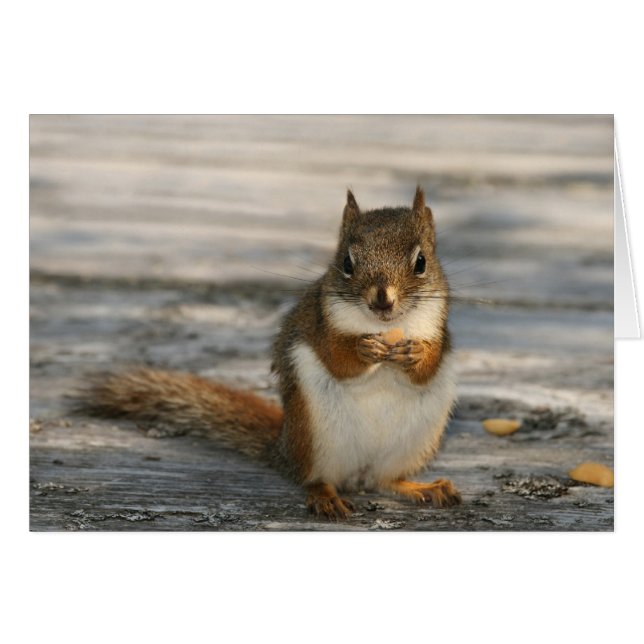 Black Duck Cove (Anverso (Horizontal))