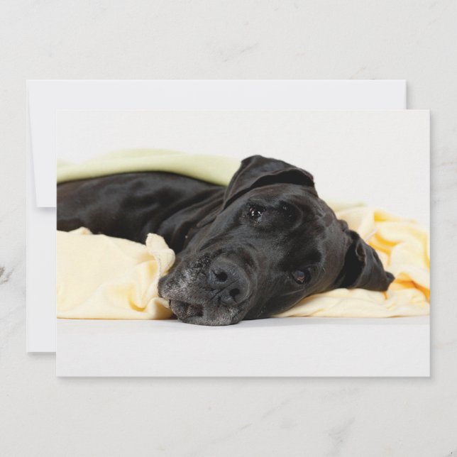 Black Great Dane - Deutsche Dogge schwarz (Anverso)
